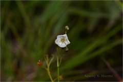 Drosera peltata